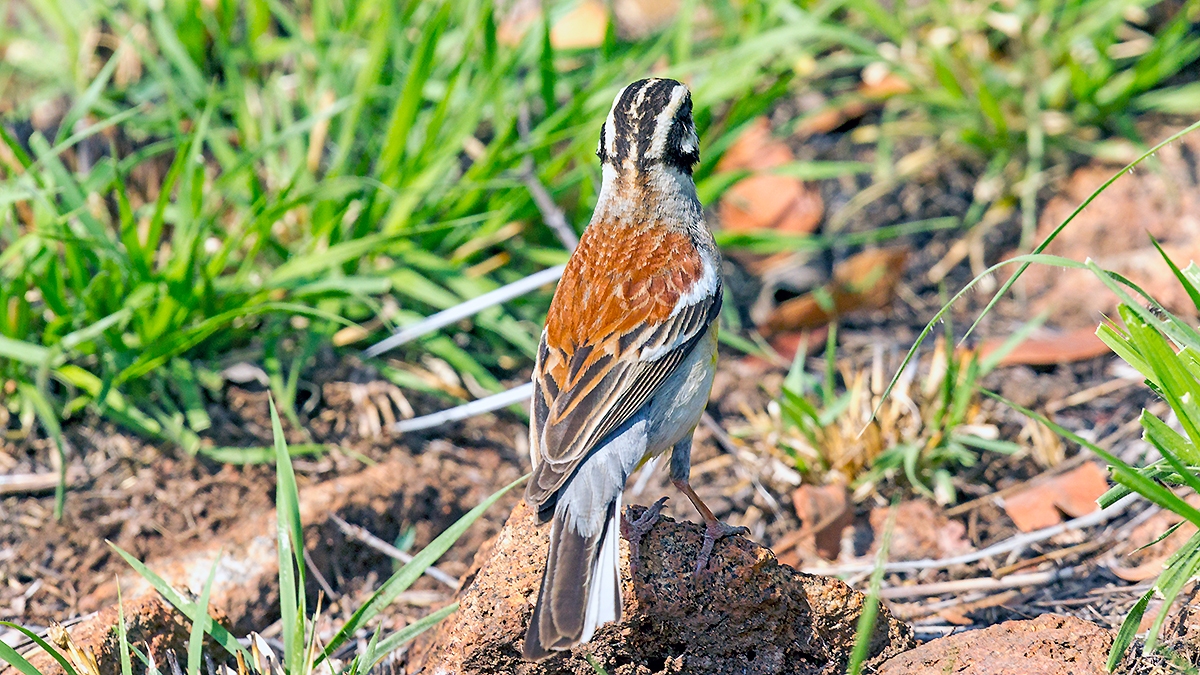 Golden-breasted Bunting [Emberiza flaviventris kalaharica]