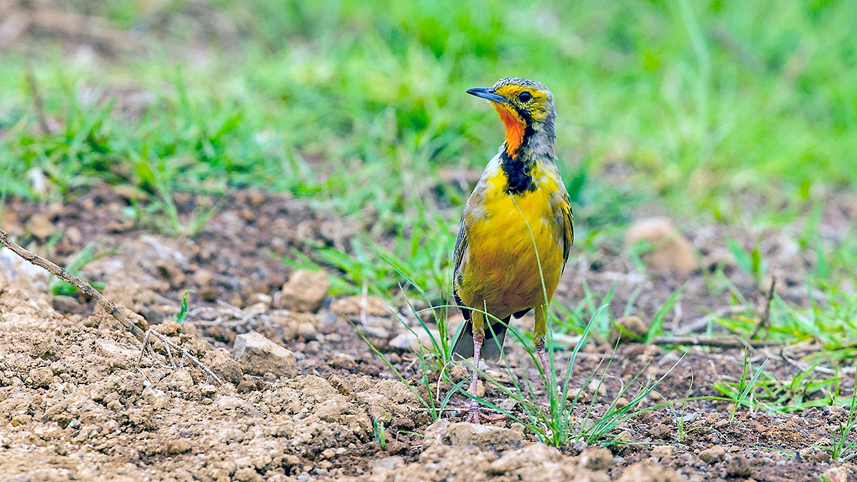 Cape Longclaw [Macronyx capensis colletti]
