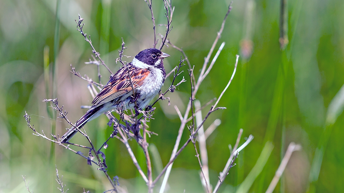Common Reed Bunting [Emberiza schoeniclus schoeniclus]