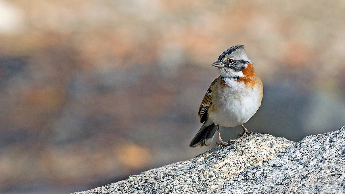 Rufous-collared Sparrow [Zonotrichia capensis chilensis]