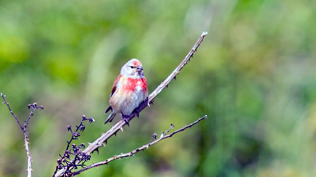 Common Linnet [Linaria cannabina cannabina]