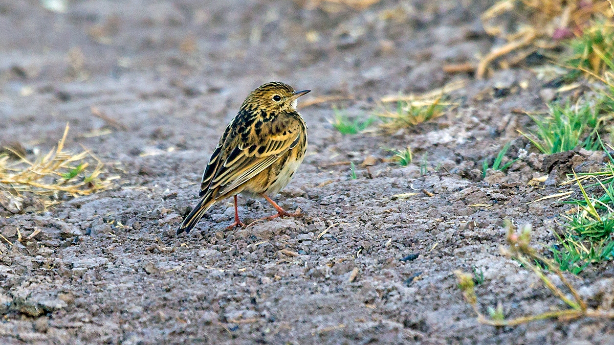 Correndera Pipit [Anthus correndera chilensis]