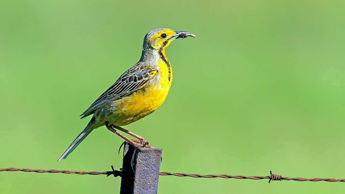 Cape Longclaw [Macronyx capensis colletti]