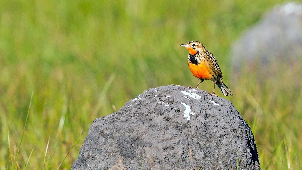 Rosy-throated Longclaw [Macronyx ameliae altanus]
