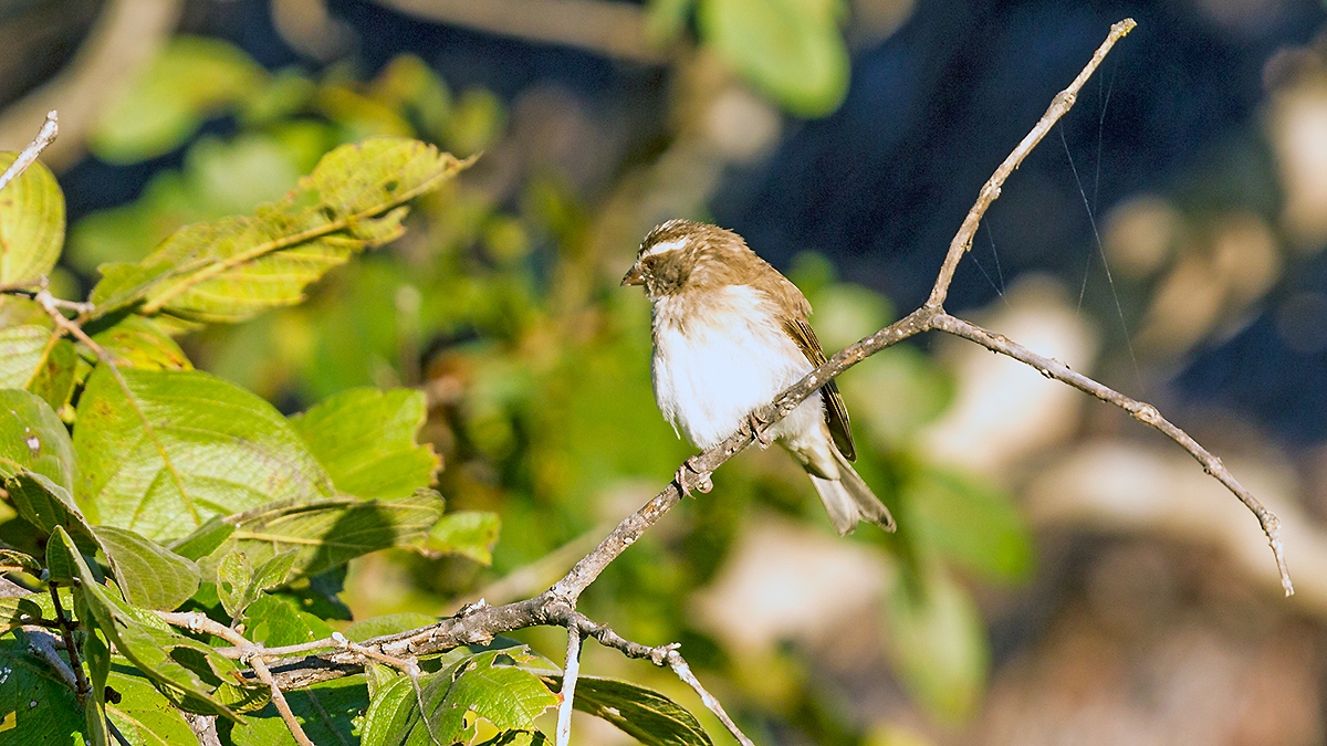 Reichard's Seedeater [Crithagra reichardi]