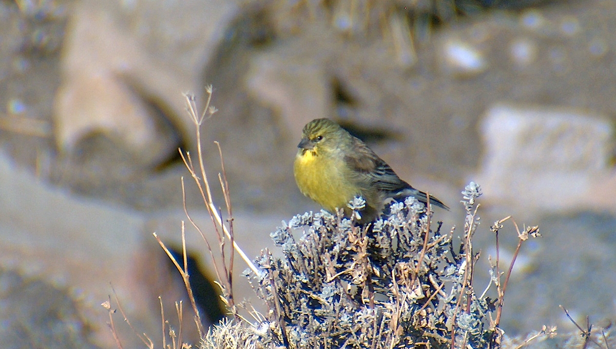 Drakensberg Siskin [Crithagra symonsi]