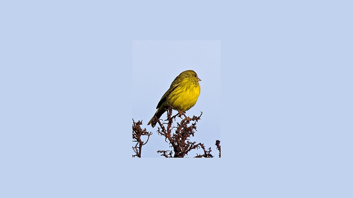 Western Citril [Crithagra frontalis]