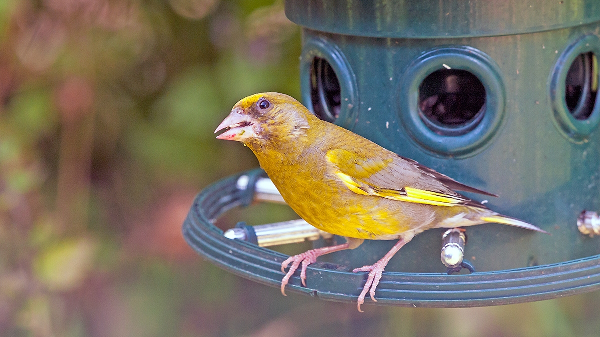 European Greenfinch [Chloris chloris harrisoni]