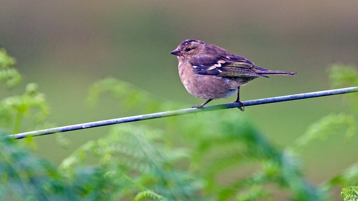 Eurasian Chaffinch [Fringilla coelebs gengleri]