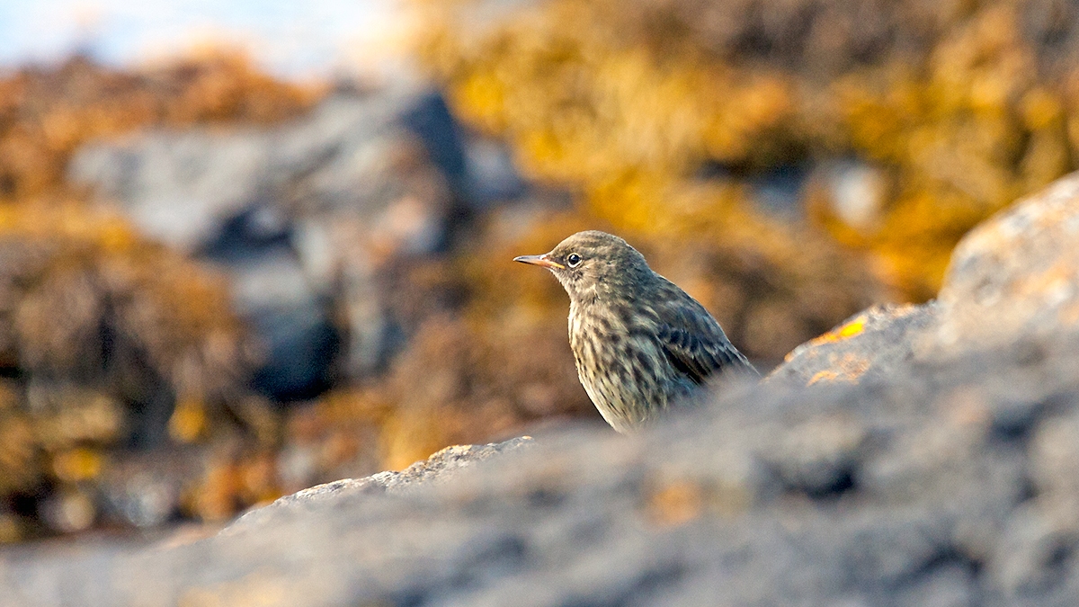 European Rock Pipit [Anthus petrosus petrosus]