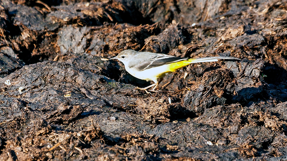 Grey Wagtail [Motacilla cinerea cinerea]