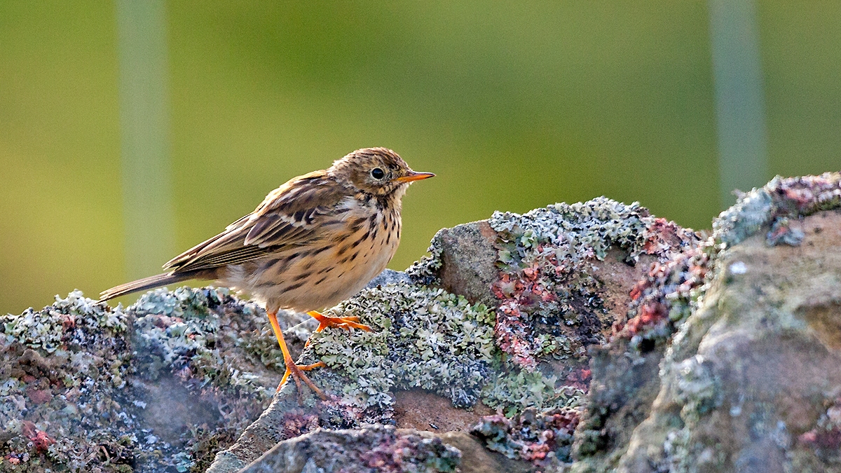 Meadow Pipit [Anthus pratensis]