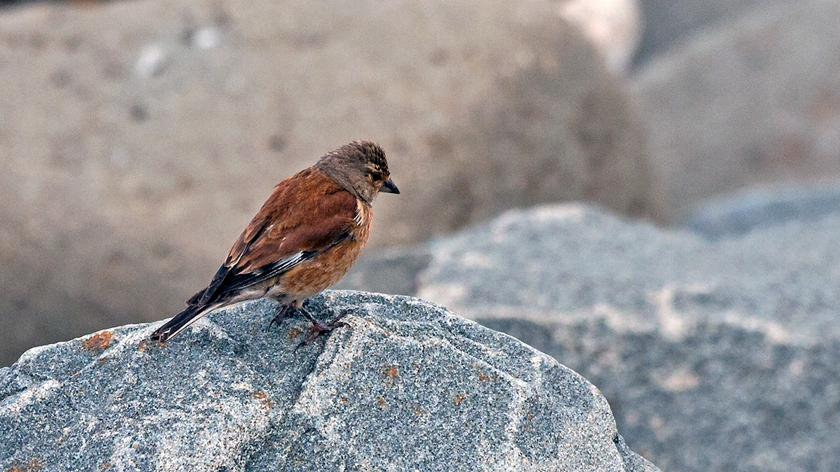 Common Linnet [Linaria cannabina cannabina]