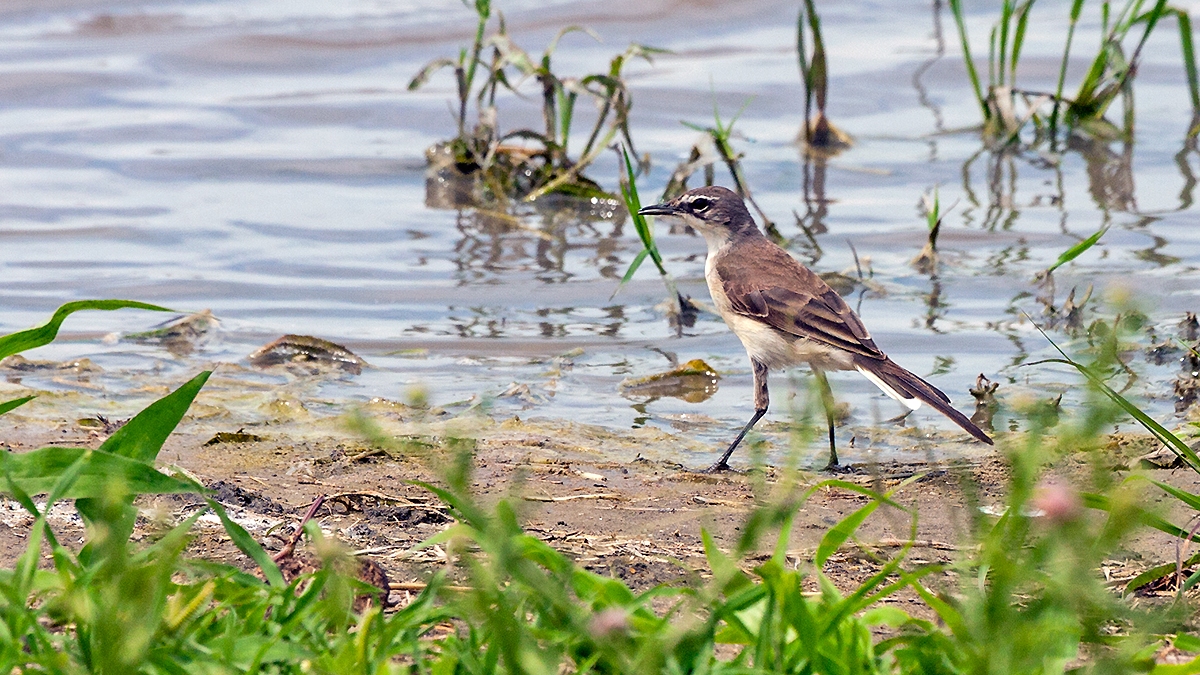 Cape Wagtail [Motacilla capensis simplicissima]