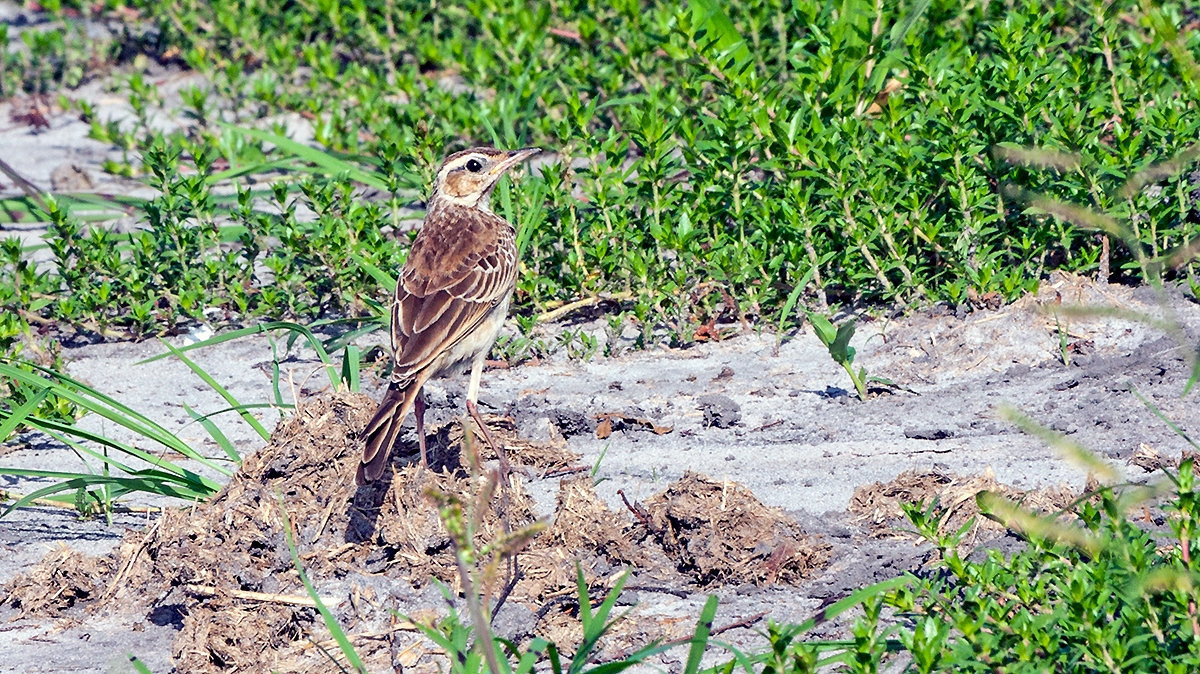 Buffy Pipit [Anthus vaalensis chobiensis]