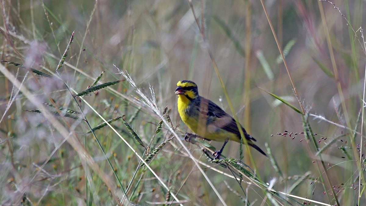 Yellow-fronted Canary [Crithagra atrogularis atrogularis]
