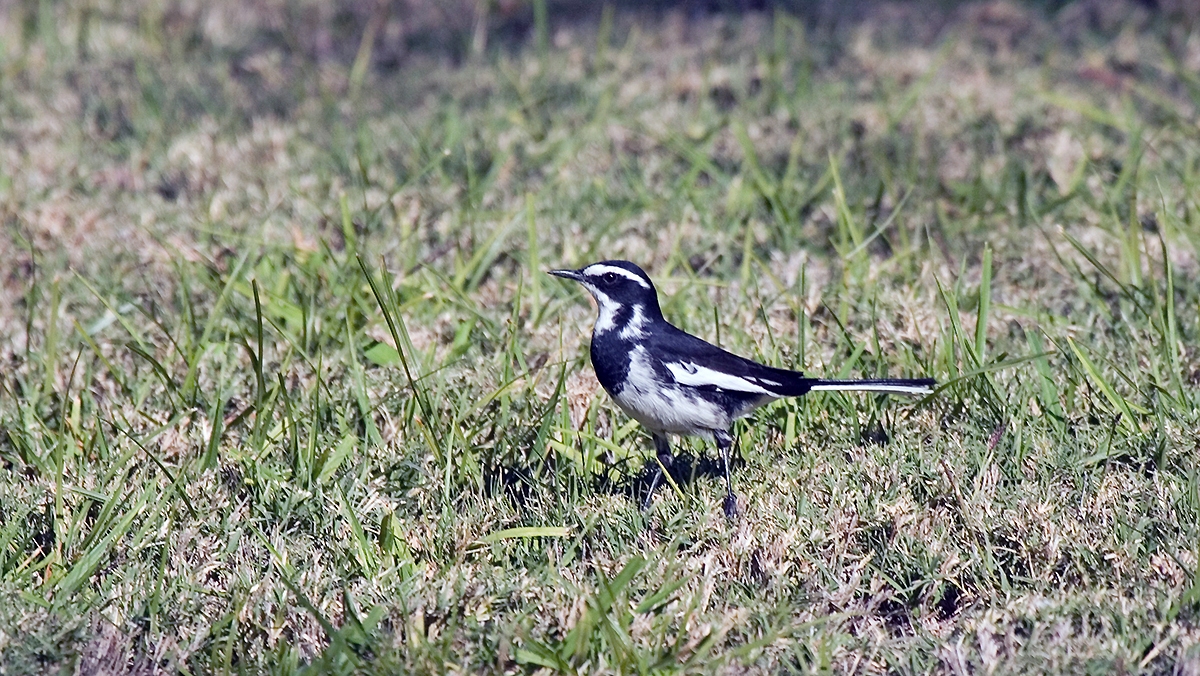 African Pied Wagtail [Motacilla aguimp aguimp]