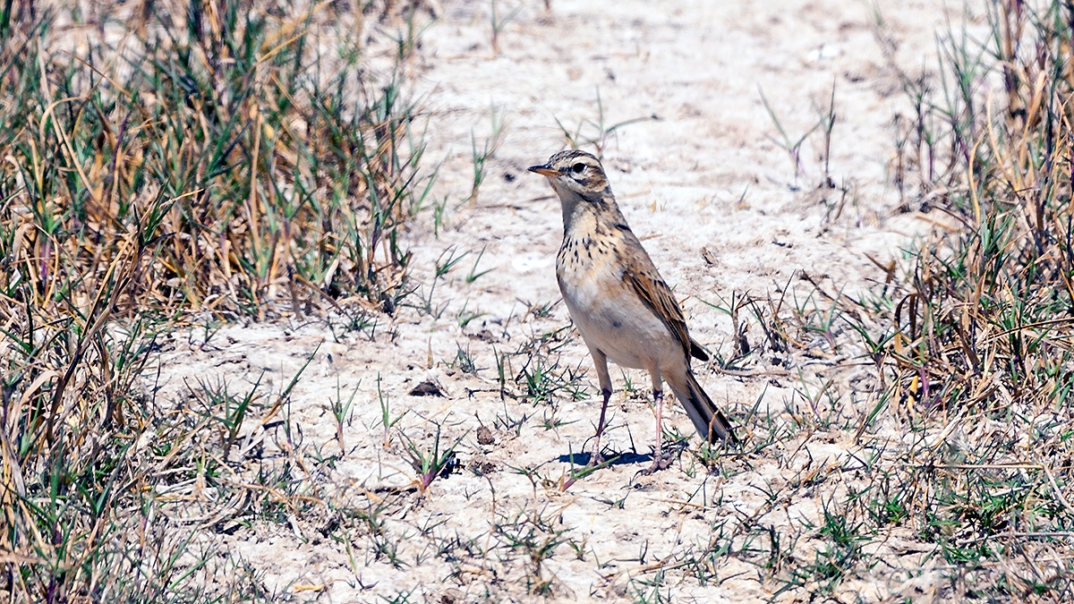 African Pipit [Anthus cinnamomeus bocagii]