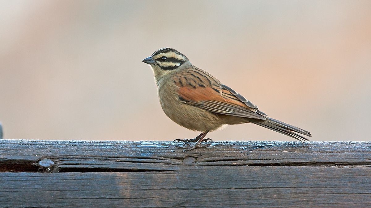 Cape Bunting [Emberiza capensis reidi]