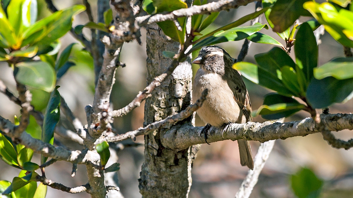 Streaky-headed Seedeater [Crithagra gularis endemion]