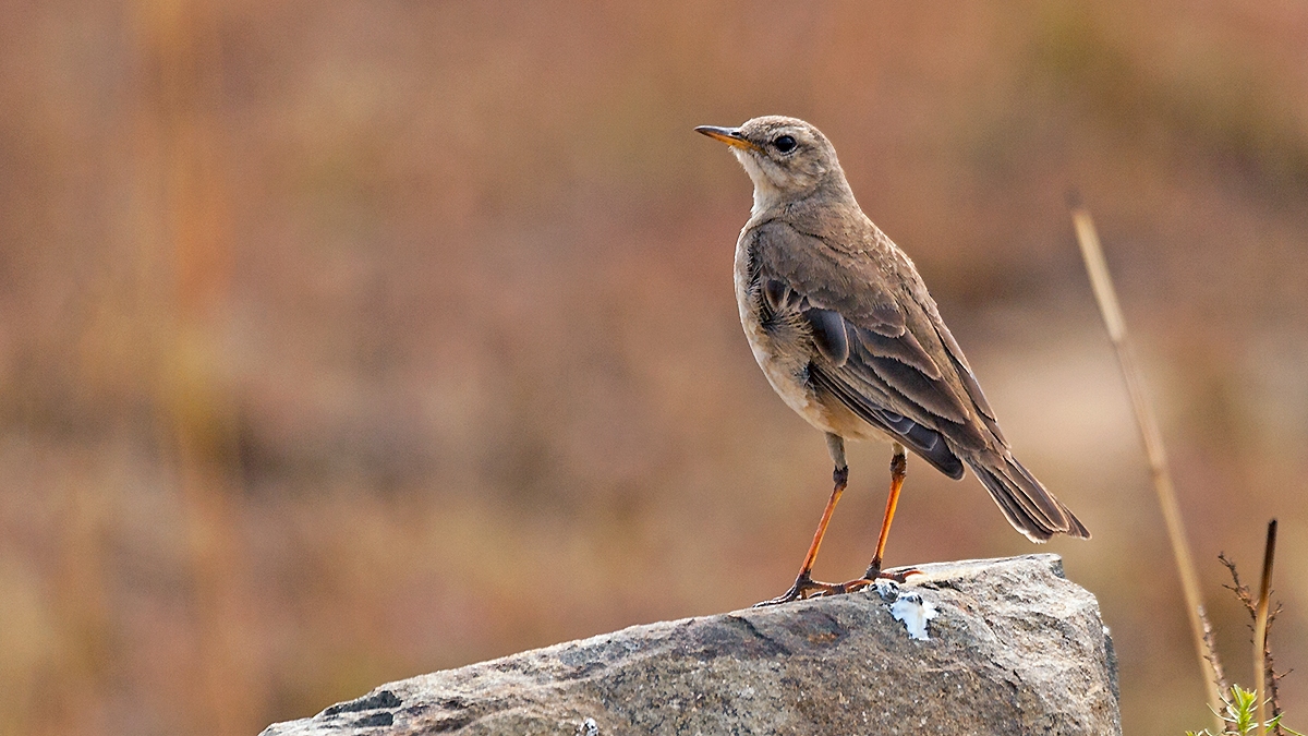 Plain-backed Pipit [Anthus leucophrys leucophrys]