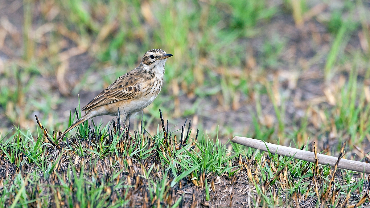 African Pipit [Anthus cinnamomeus rufuloides]