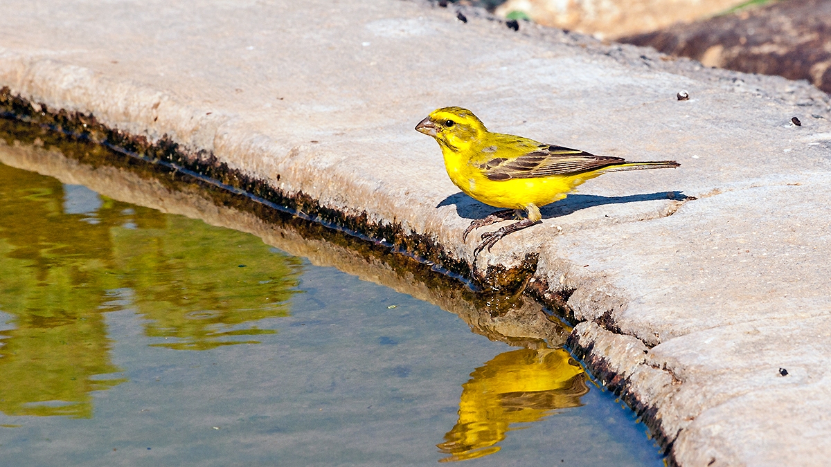 Yellow Canary [Crithagra flaviventris damarensis]