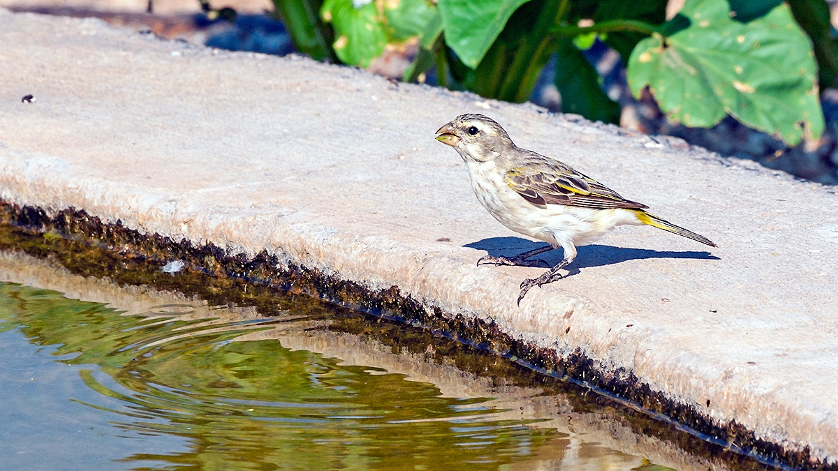 Yellow Canary [Crithagra flaviventris damarensis]