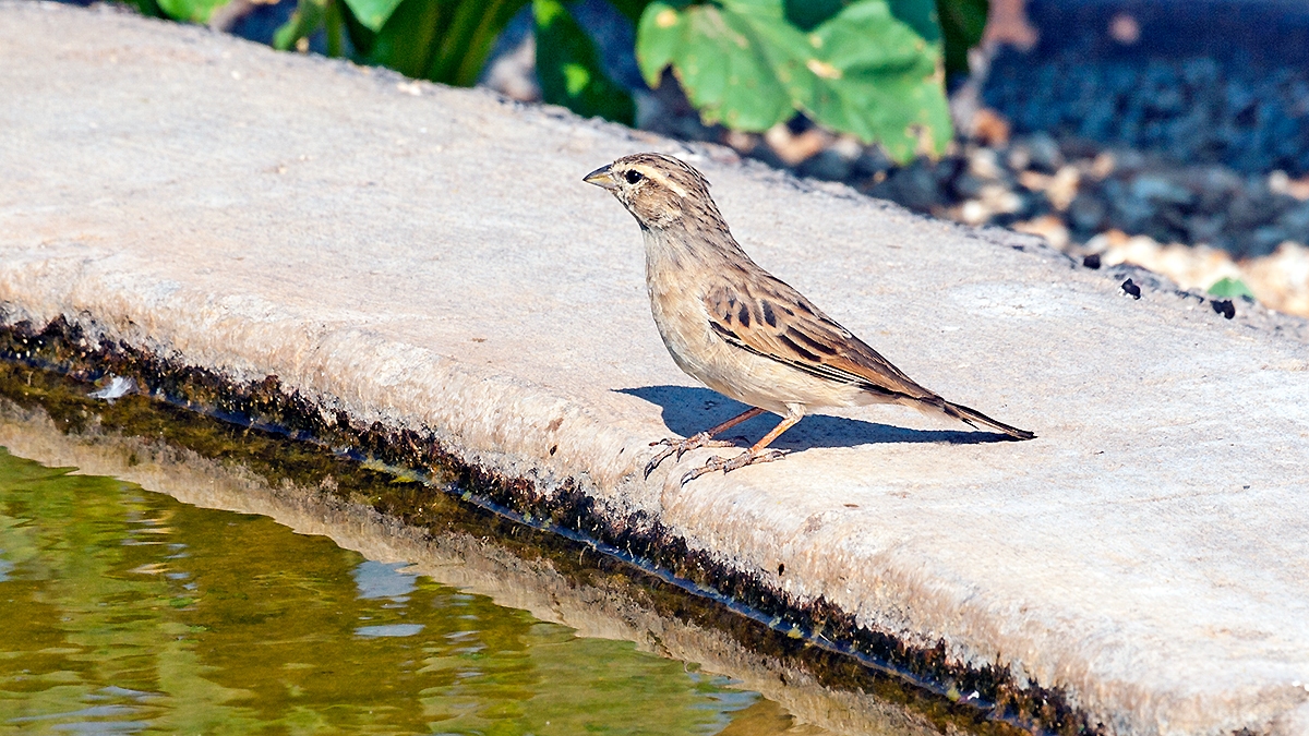 Lark-like Bunting [Emberiza impetuani impetuani]