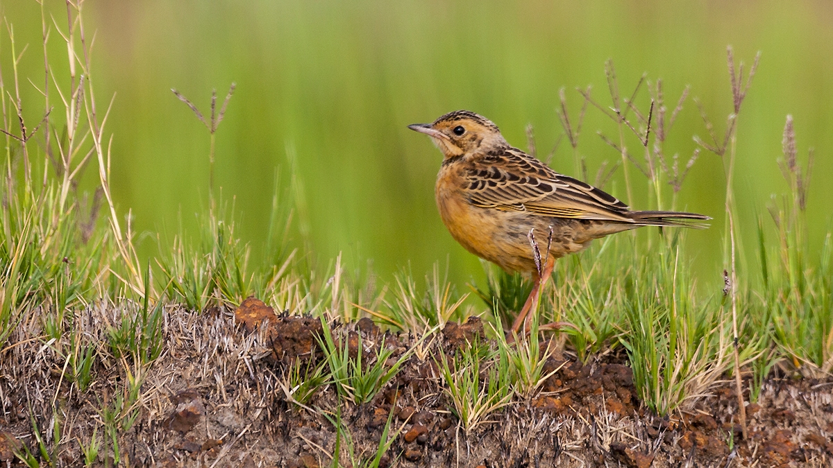 Cape Longclaw [Macronyx capensis colletti]