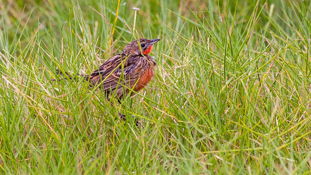 Rosy-throated Longclaw [Macronyx ameliae ameliae]