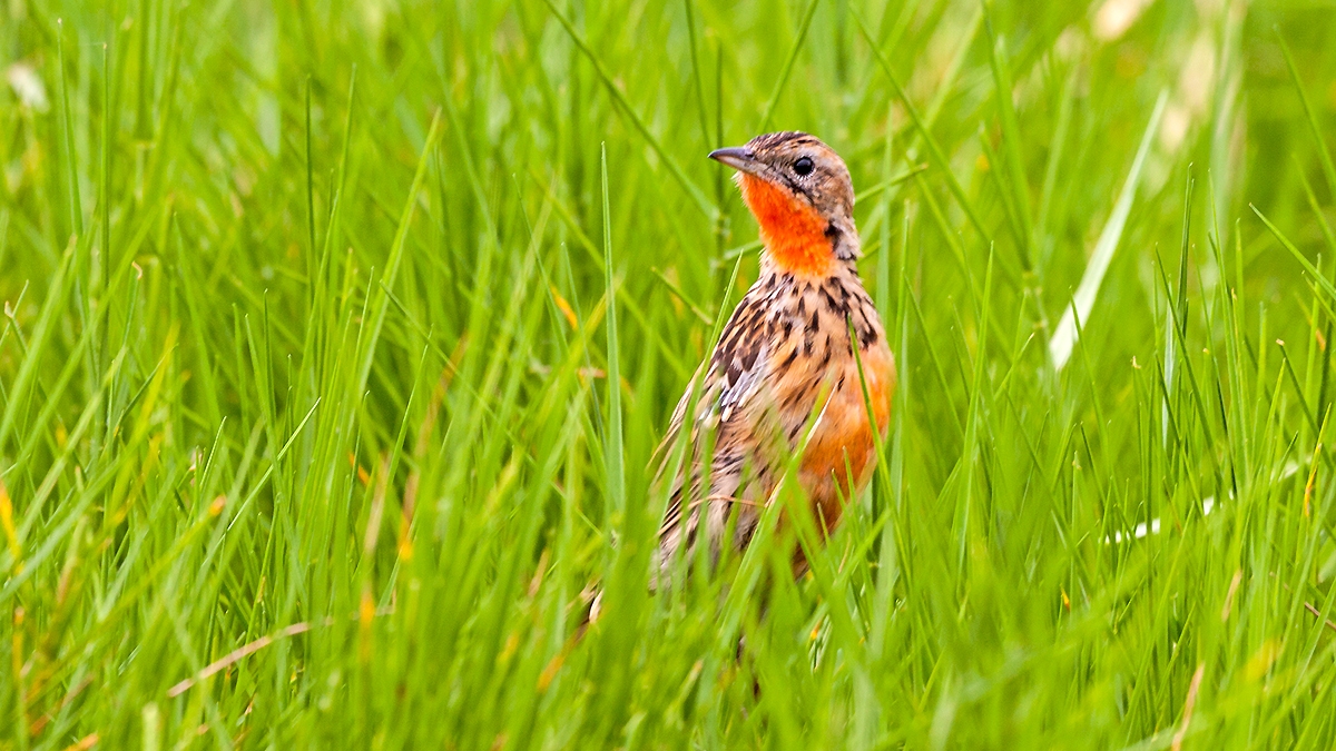 Rosy-throated Longclaw [Macronyx ameliae ameliae]