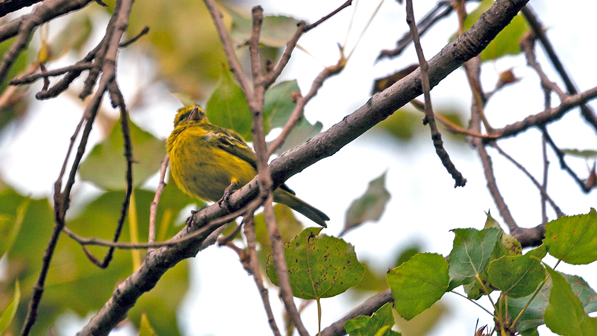 Black-faced Canary [Crithagra capistrata capistrata]
