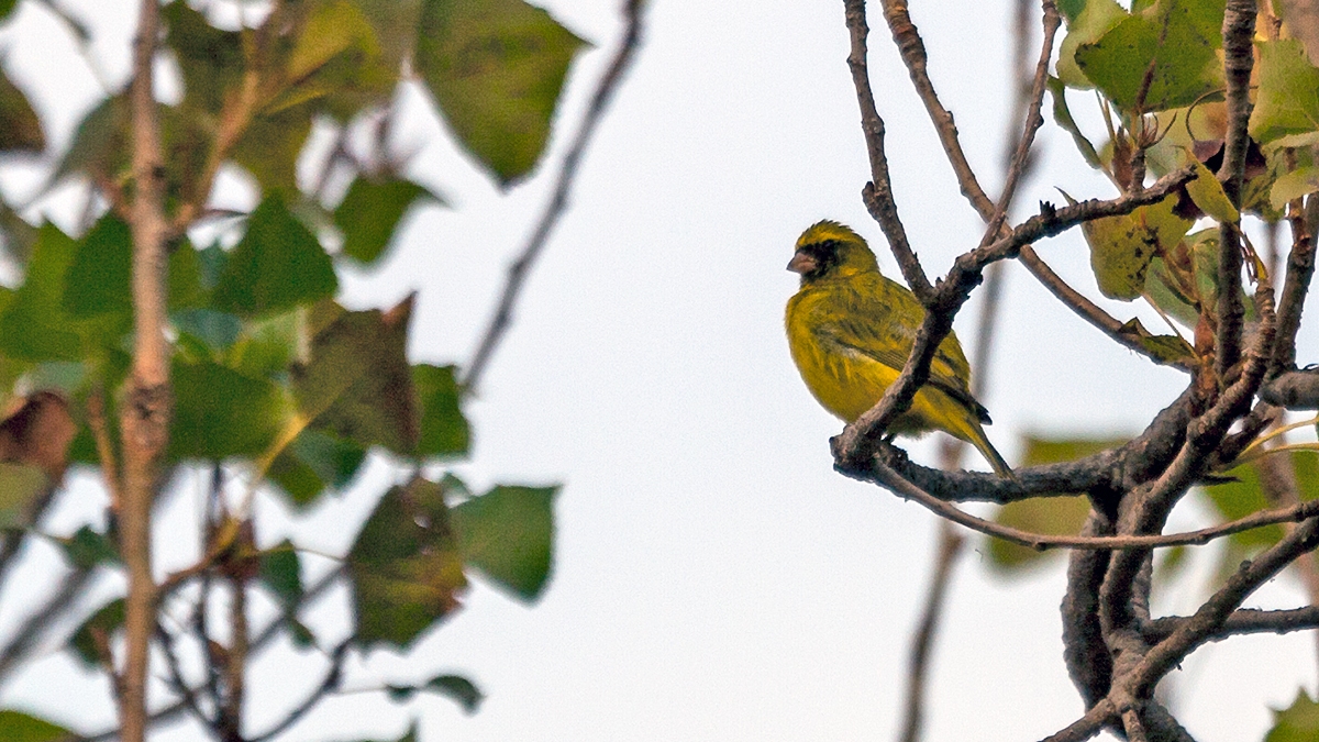 Black-faced Canary [Crithagra capistrata capistrata]