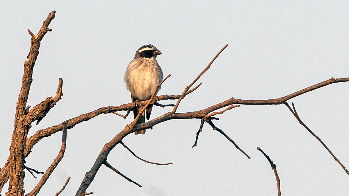 Black-eared Seedeater [Crithagra mennelli]