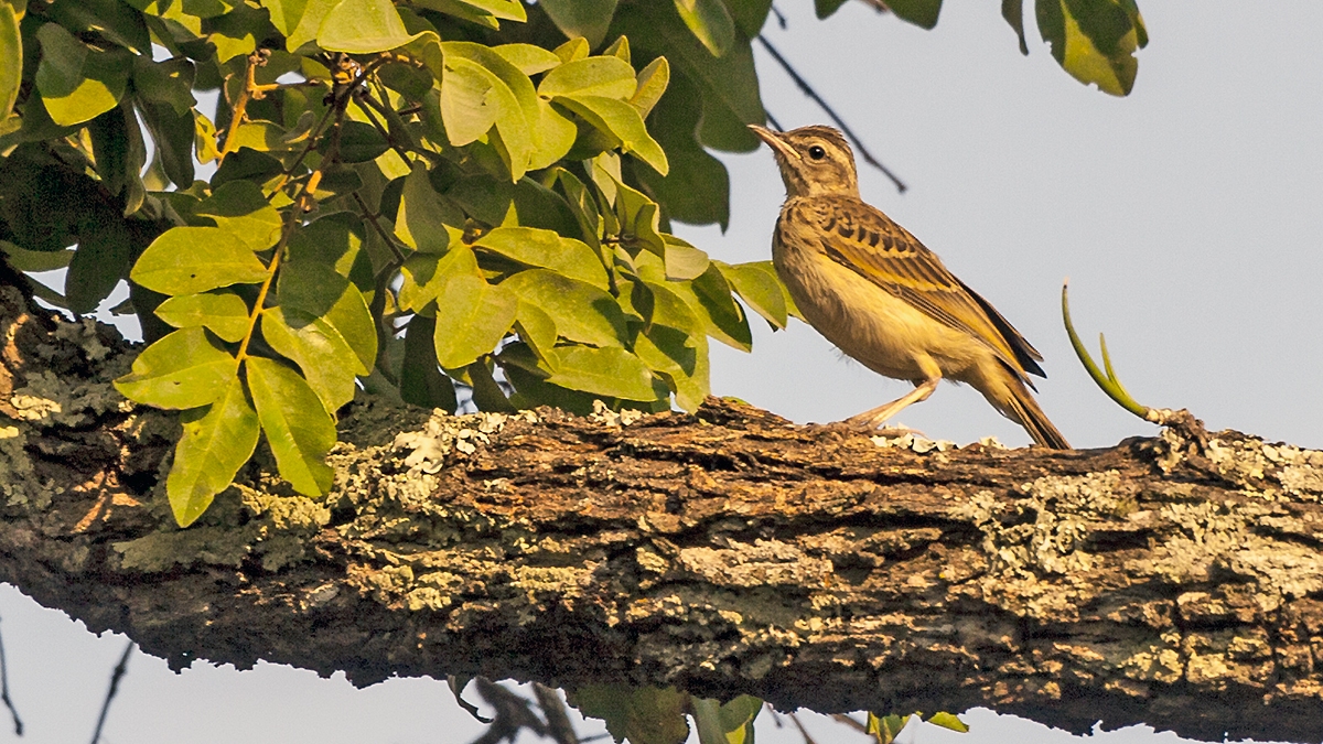 Wood Pipit [Anthus nyassae schoutedeni]