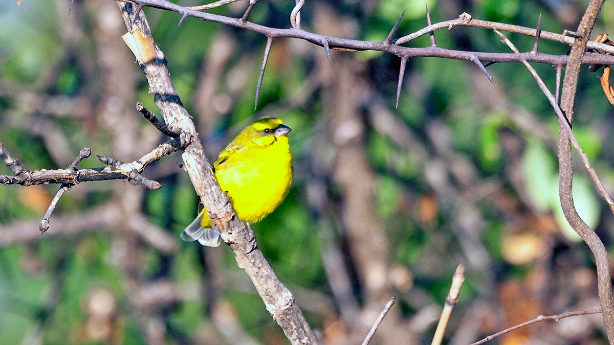 Yellow-fronted Canary [Crithagra atrogularis samaliyae]