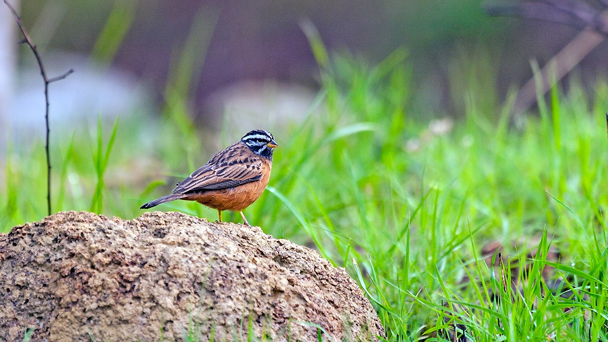 Cinnamon-breasted Bunting [Emberiza tahapisi tahapisi]