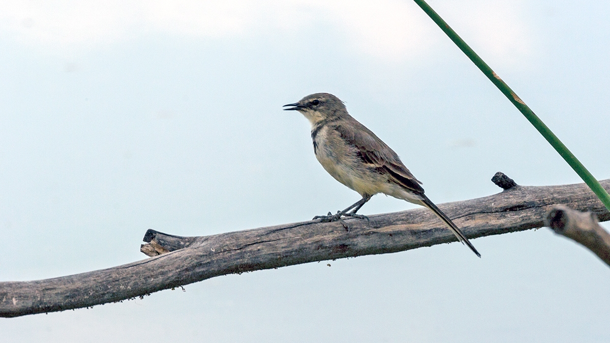 Cape Wagtail [Motacilla capensis capensis]