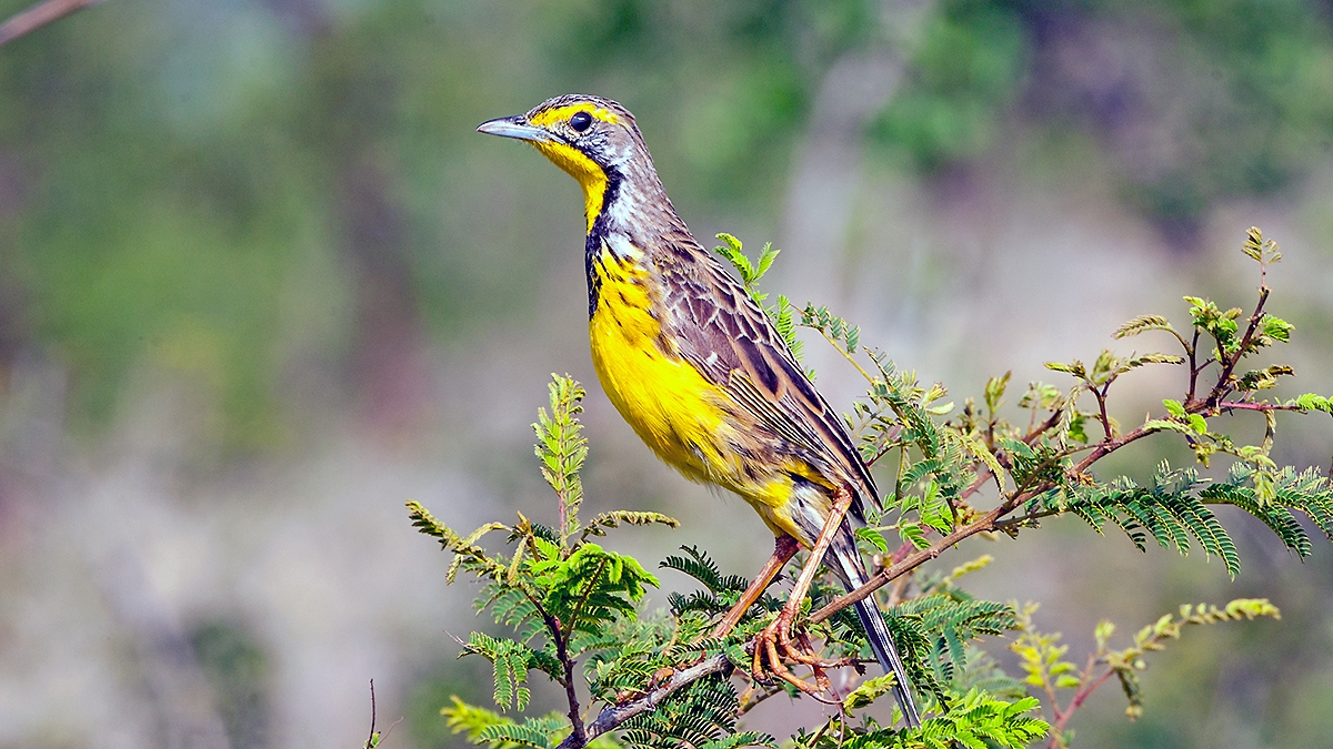 Yellow-throated Longclaw [Macronyx croceus vulturnus]