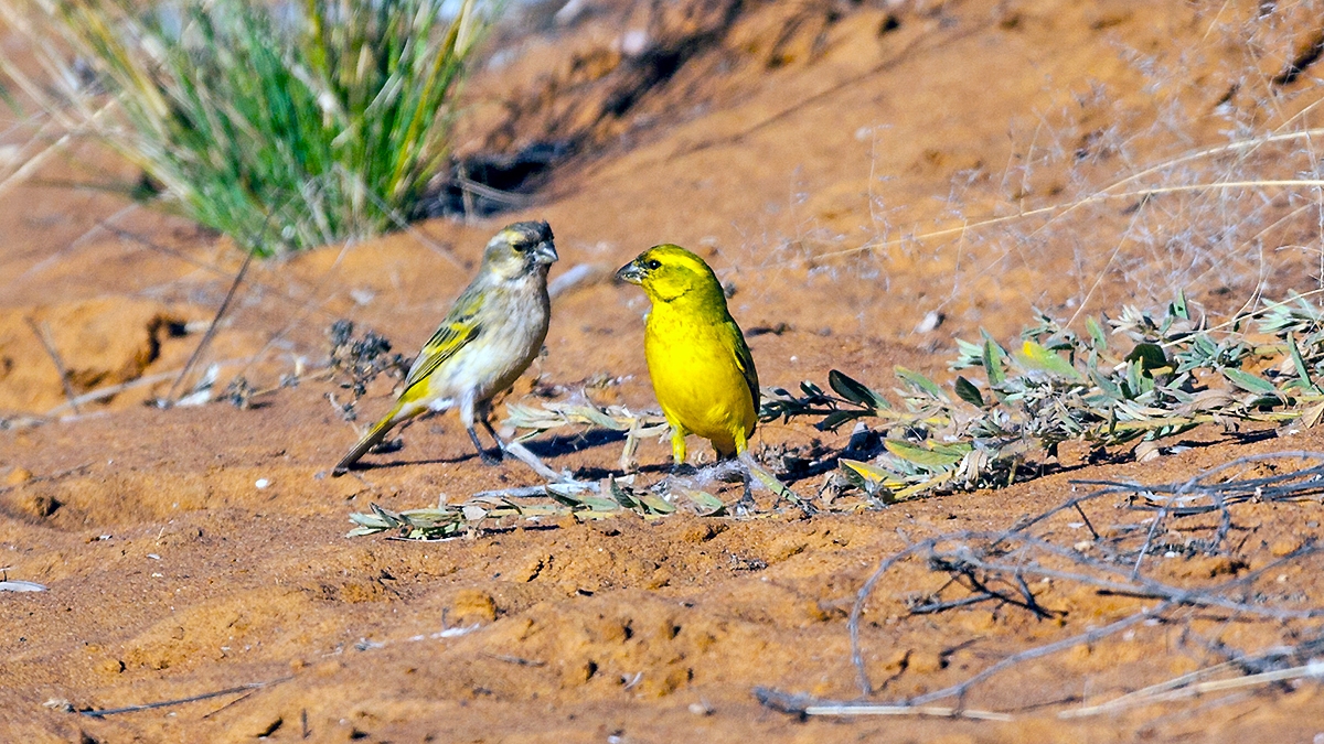 Yellow Canary [Crithagra flaviventris damarensis]