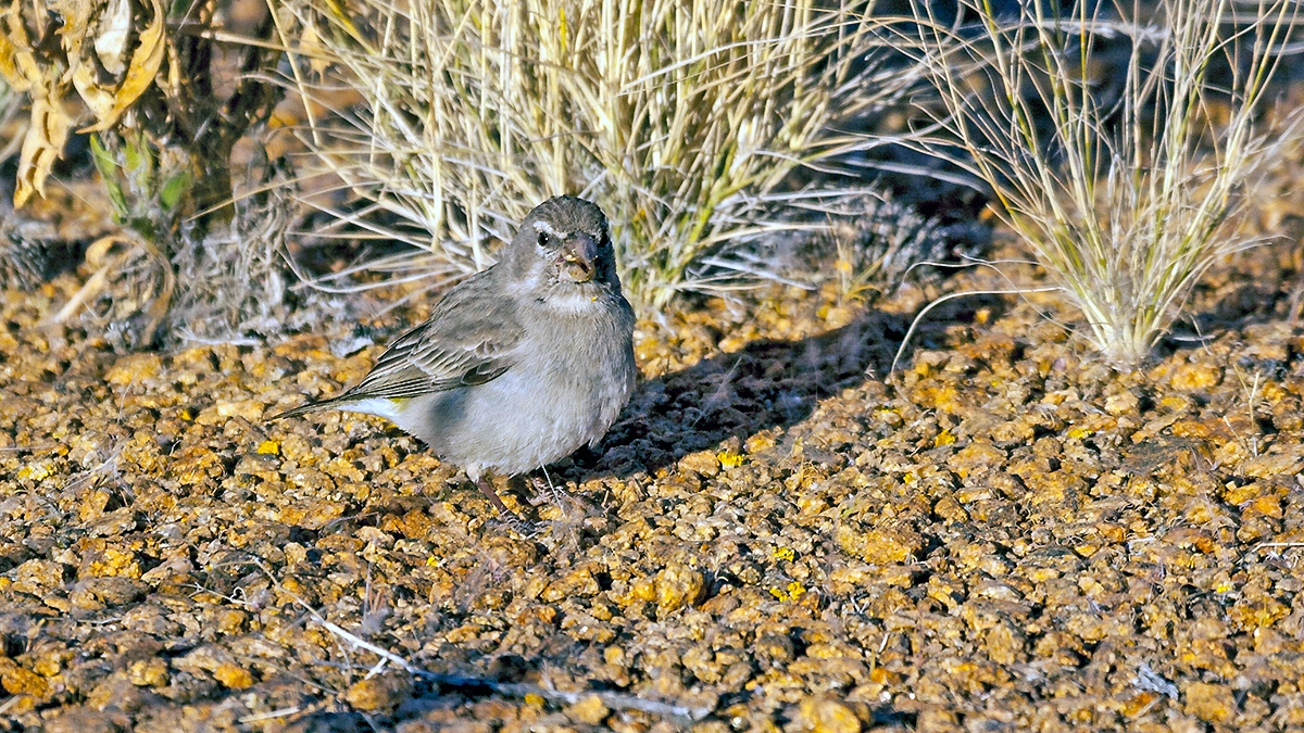 White-throated Canary [Crithagra albogularis sordahlae]