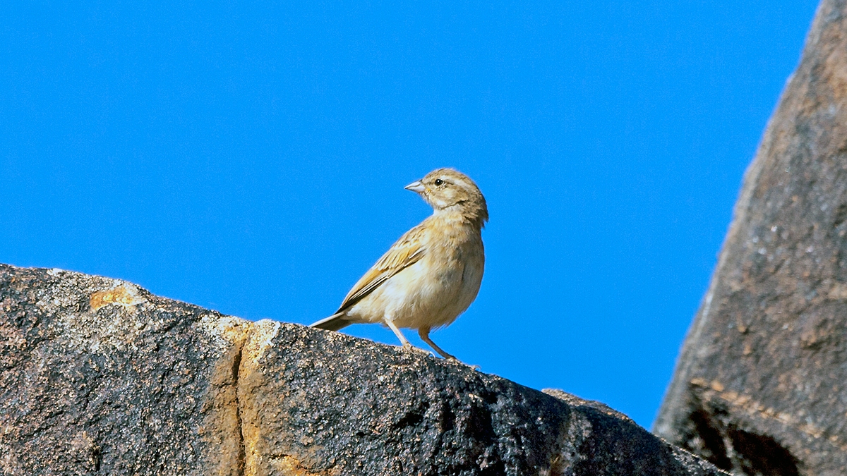Lark-like Bunting [Emberiza impetuani impetuani]