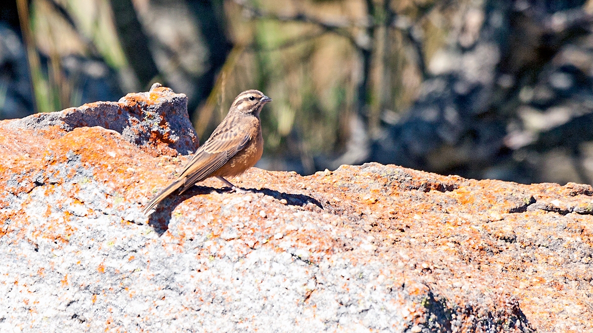 Cinnamon-breasted Bunting [Emberiza tahapisi tahapisi]