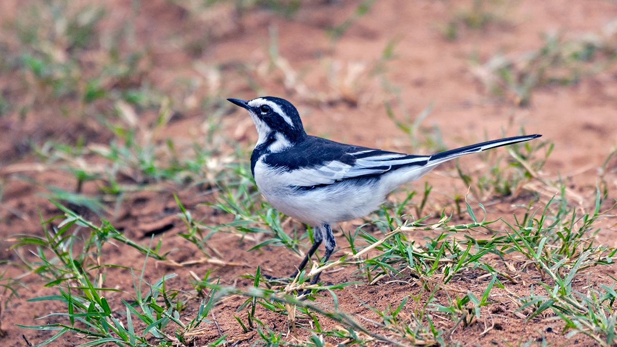 African Pied Wagtail [Motacilla aguimp vidua]