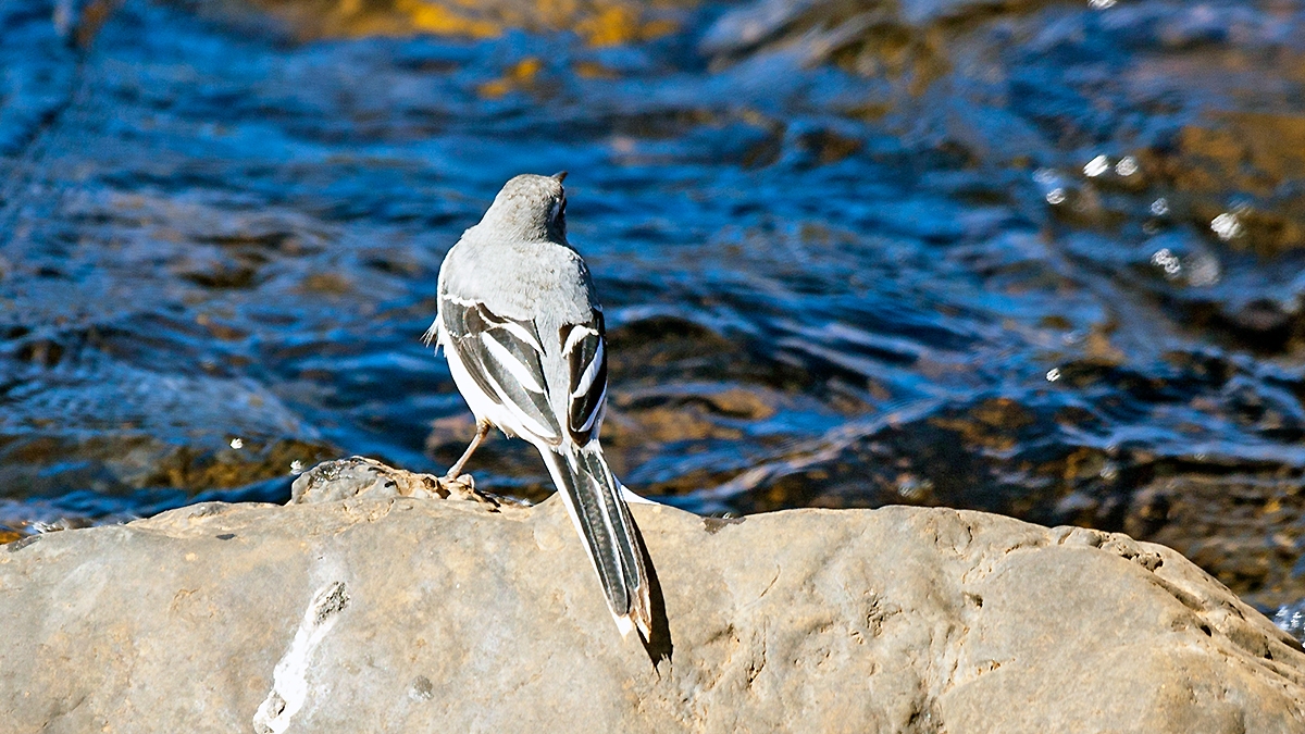 Mountain Wagtail [Motacilla clara torrentium]