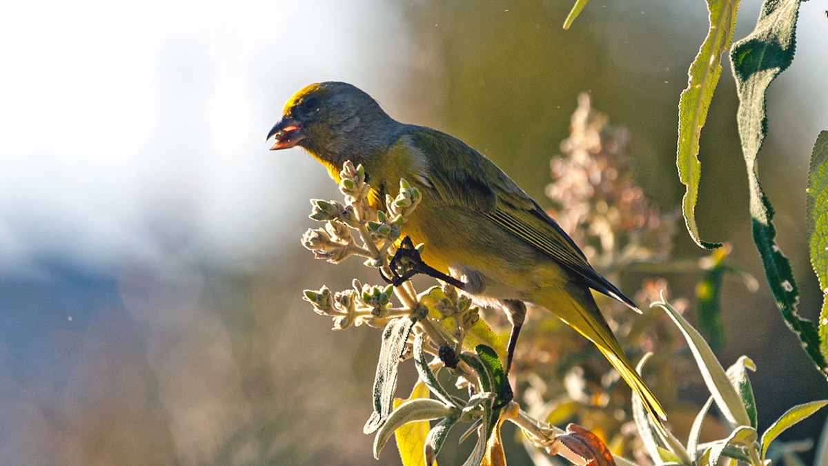 Cape Canary [Serinus canicollis thompsonae]