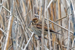 Common Reed Bunting [Emberiza schoeniclus schoeniclus]
