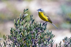 Western Yellow Wagtail [Motacilla flava iberiae]