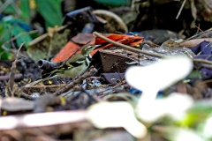 Forest Wagtail [Dendronanthus indicus]